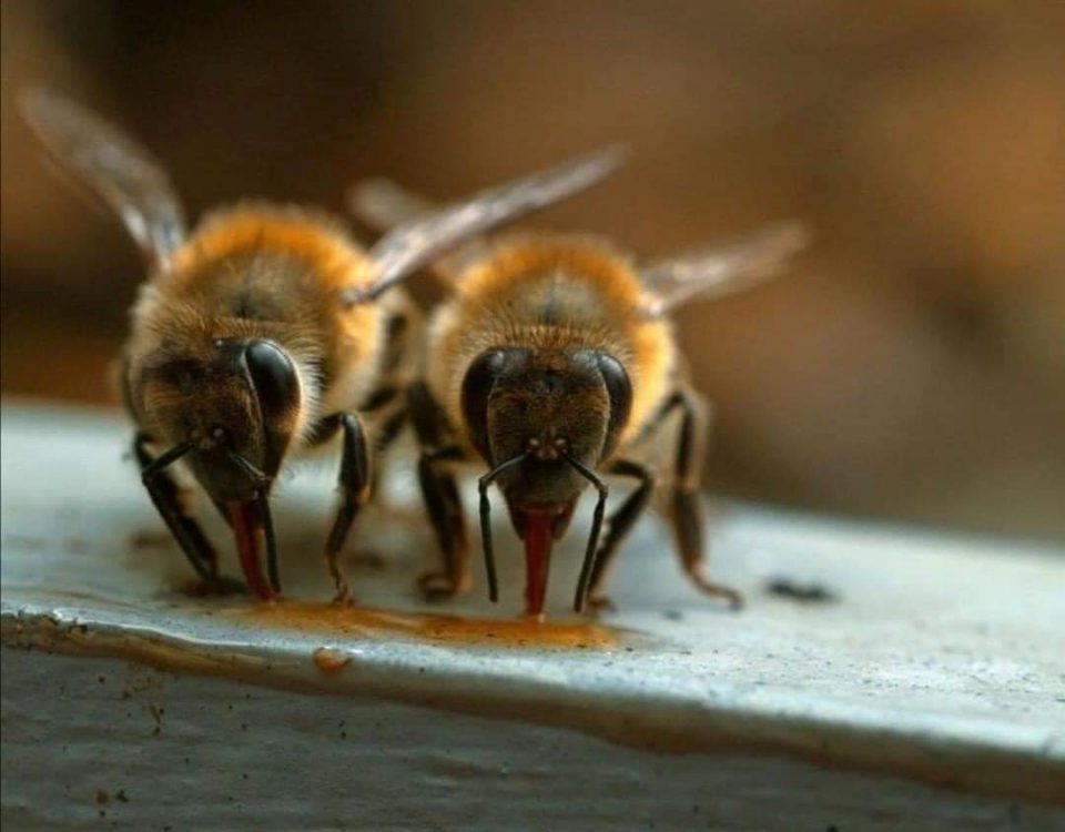 abejas limpiando colmena